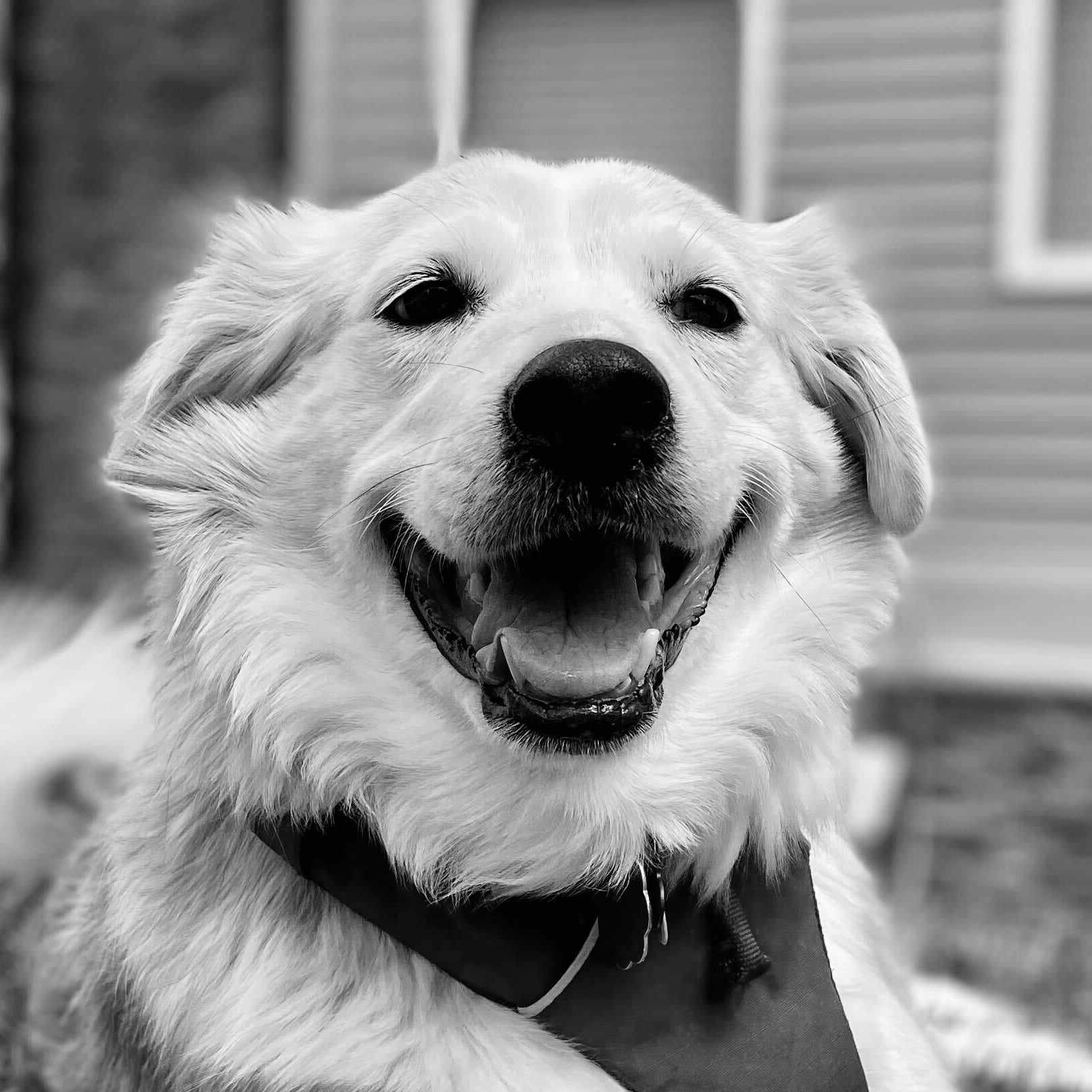 Hallie